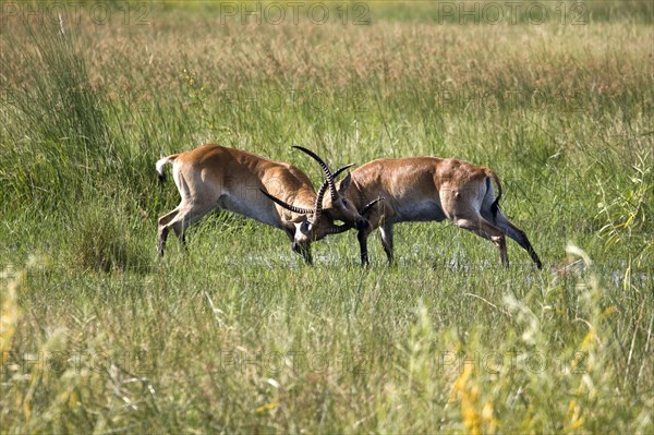 Red litchi waterbuck