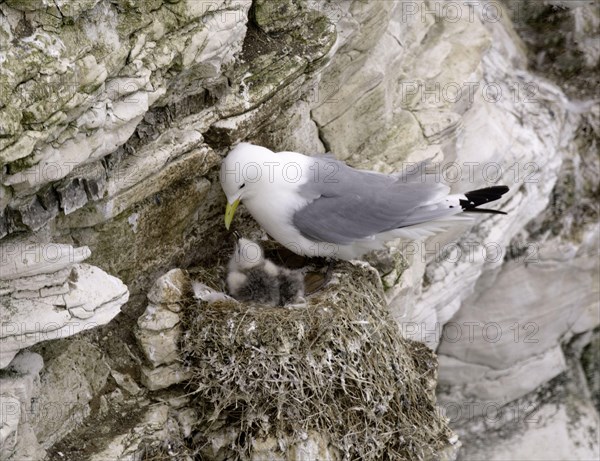 Larus tridactylus