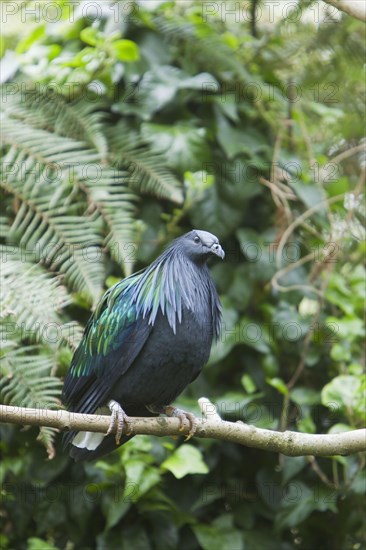 Columba nicobarica