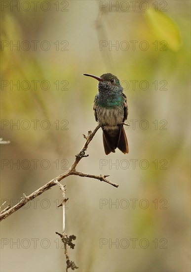 Honduran Emerald