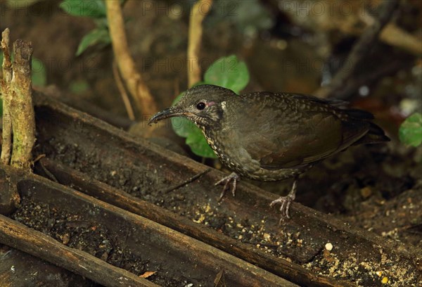 Dark-sided thrush