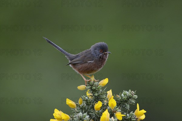 Dartford Warbler