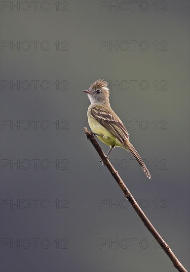 Yellow-bellied Elaenia