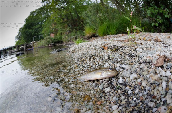 Eurasian Ruffe