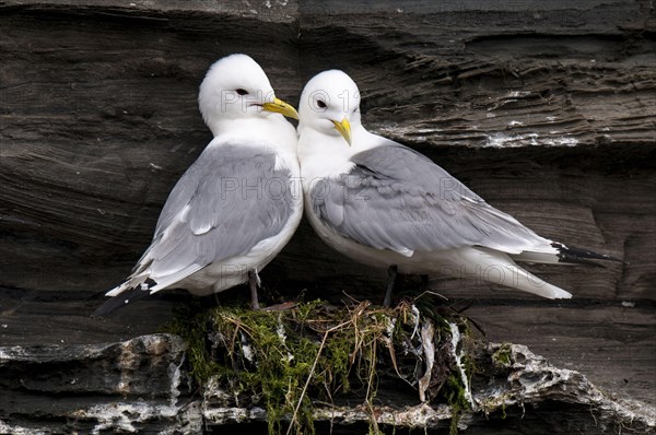 Larus tridactylus