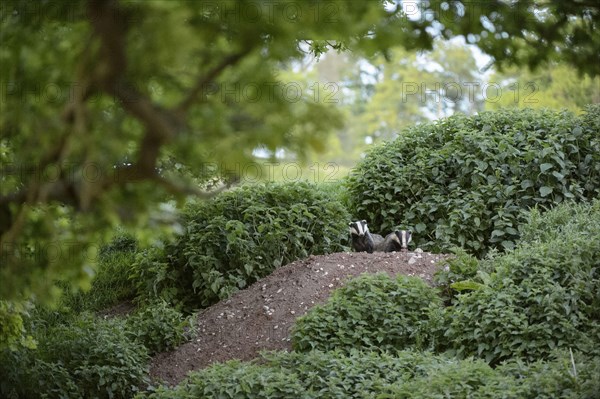 European badger