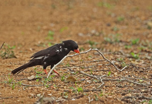 Red-billed Buffalo-weaver