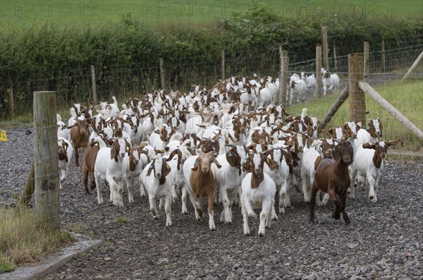 Boer goats