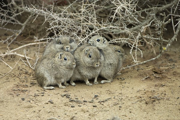 Southern mountain cavy