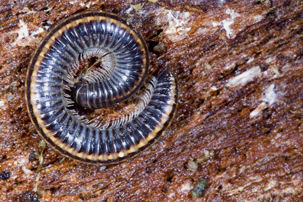 Striped Millipede