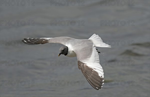 Sabine's Gull