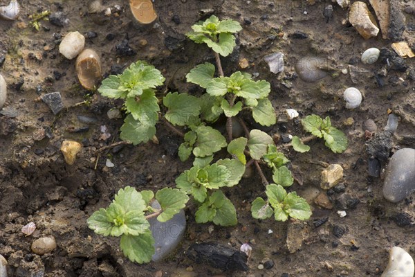 Common field speedwell