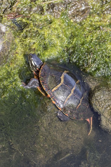 Eastern Painted Turtle