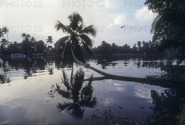 The coconut tree has fallen during heavy storm and then again it comes back to life and continues to grow and give coconuts. Backwaters of Kodungallur