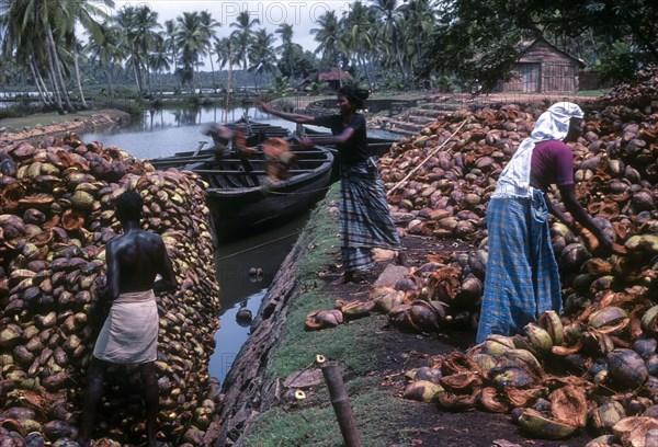 Coir Processing Small Industry. Raw Material coconut Husk is collected and transport through backwaters of Kodungaloor