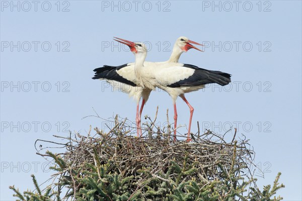 A pair of white storks standing in the nest and clattering their beaks