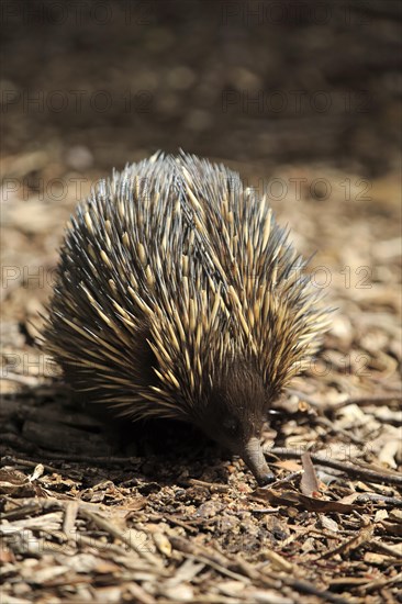 Short-beaked Echidna