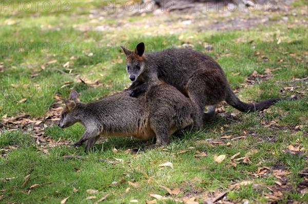 Swamp wallaby