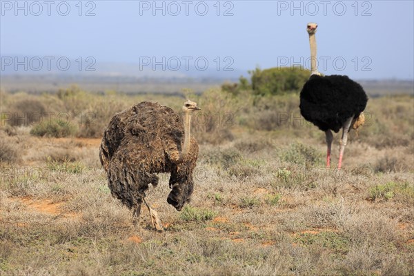 South African Ostrich