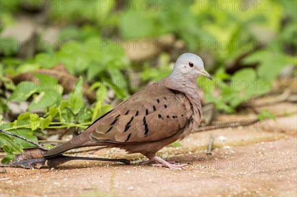 Ruddy Ground-dove