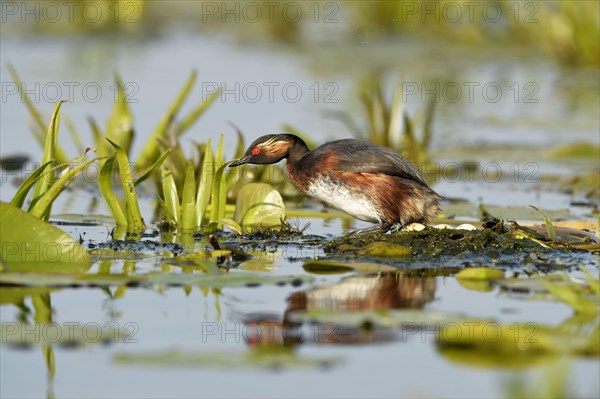 Black-necked Grebe