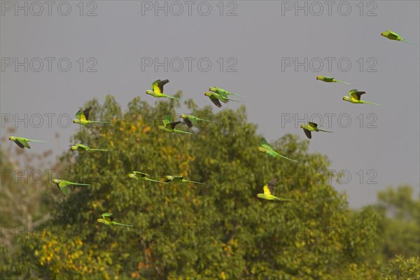 Rose-ringed Parakeet