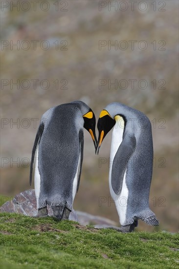 King Penguin