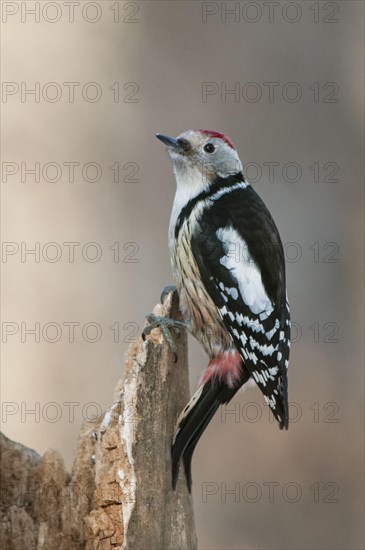 Middle Spotted Woodpecker