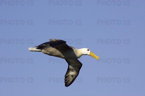 Waved Albatross