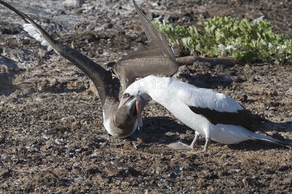 Nazca booby