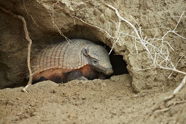 Brown Shaggy Armadillo