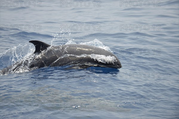 Broad-beaked dolphin