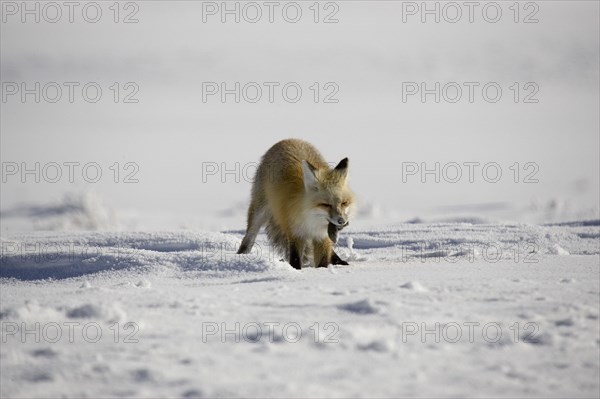 American red fox