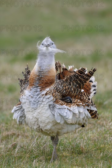 Great bustard