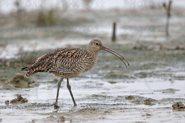 Far Eastern Curlew