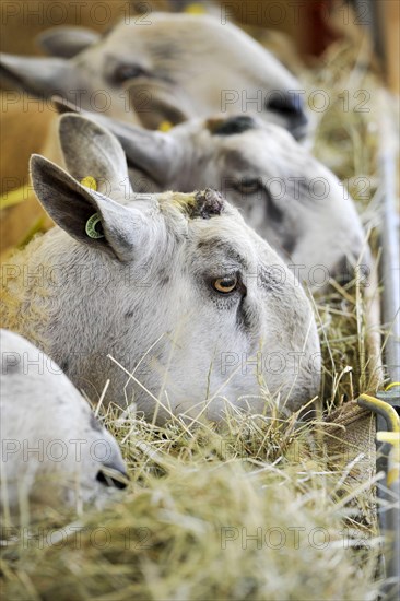 Domestic Sheep