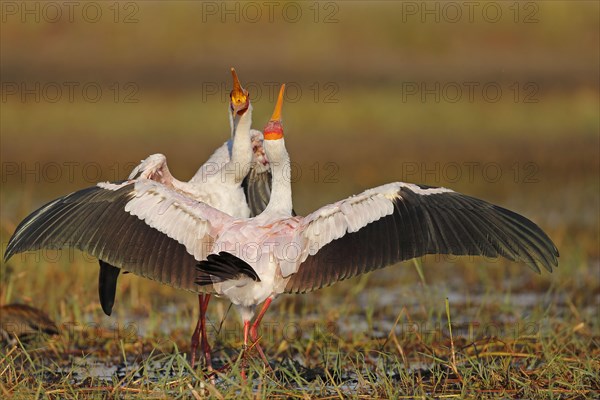 African Mimic Stork Mimic Stork