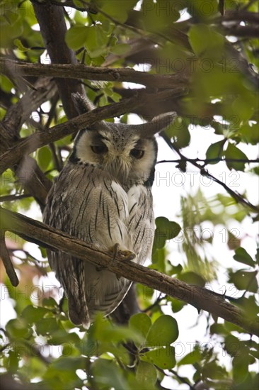 Bush Owl