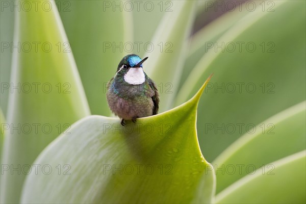 White-throated Mountain-gem