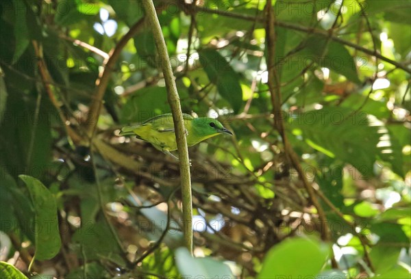 Green Shrike-vireo