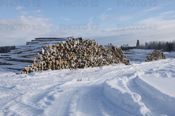 A pile of felled tree trunks in the snow