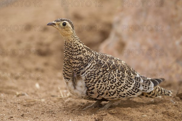 Black-faced sandgrouse