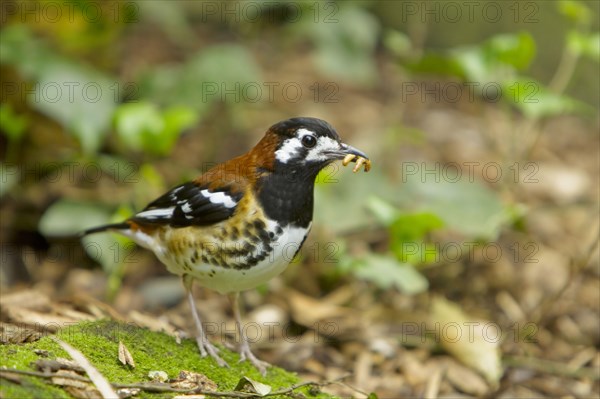 Chestnut thrush