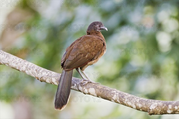 Grey-headed Chachalaca