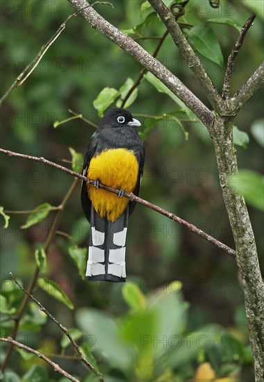 Black-headed Trogon