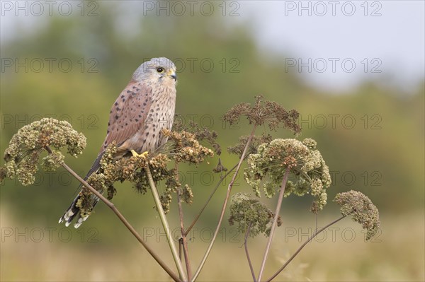 Common common kestrel