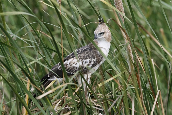 Changeable Hawk-eagle