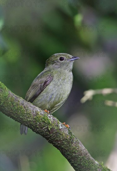 White-bearded Manakin