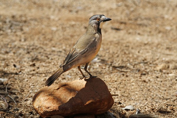 Crested Bellbird