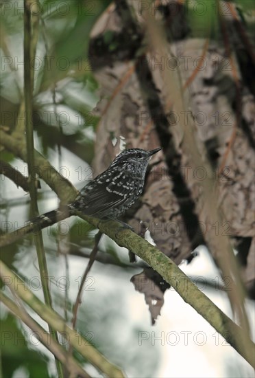 Scaled antbird